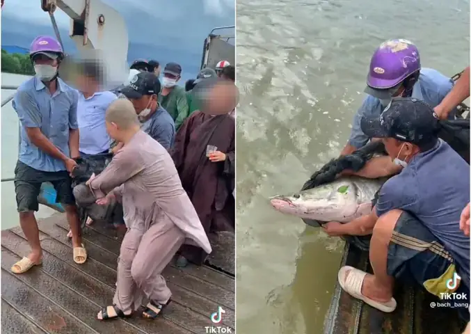 Có Nên Phóng Sinh Cá Rồng? Hướng Dẫn Toàn Diện Từ A-z ...