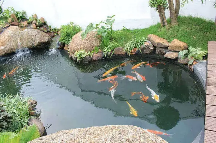 Phong Thủy Ao Cá Sau Nhà: Nên Hay Không Và Cách Bố Trí Chuẩn Nhất