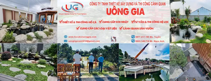 Lựa Chọn Màu Sắc Cá Koi