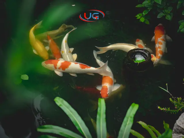 Lựa Chọn Màu Sắc Cá Koi