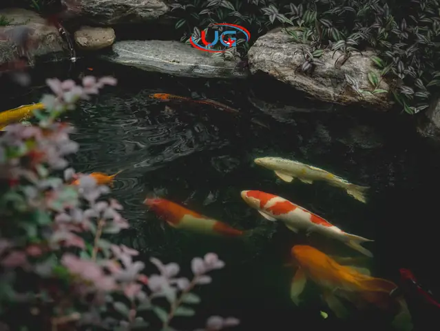 Lựa Chọn Màu Sắc Cá Koi