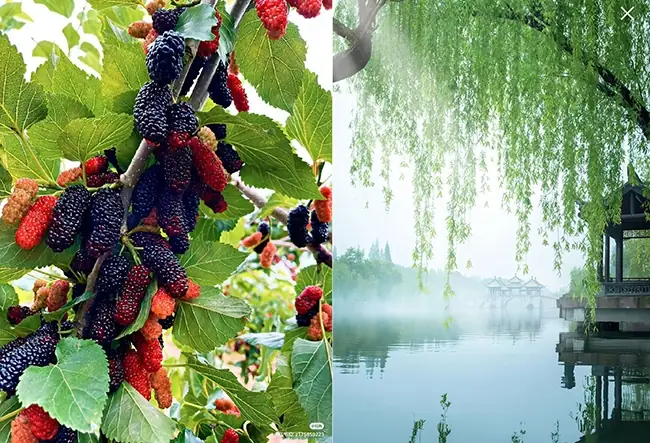 Phong Thủy Hồ Cá Sau Nhà: Vị Trí, Ý Nghĩa Và Cách Xây Đúng