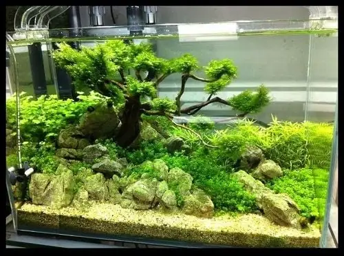 Vai Trò Của Phụ Kiện Bể Cá Cảnh