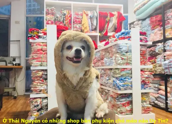 Bạn Đang Muốn Tìm Một Shop Bán Phụ Kiện Chó Mèo Uy Tín, Chất Lượng, Giá Bán Rẻ Ở Khu Vực Thái Nguyên Gần Với Khu Vực Bạn Đang Sinh Sống Để Thuận Tiện Cho Việc Đi Lại Mua Sắm, Đi Lại. Hãy Cùngviệt Gift Marketđiểm Danh Các Địa Chỉ Shop Bán Phụ Kiện Dành Cho Thú Cưng, Chó Mèo Có Tiếng Ở Thái Nguyên Trong Bài Viết Dưới Đây.