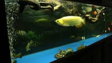 Phụ Kiện Hồ Cá Rồng: Danh Sách Chi Tiết Và Lợi Ích Cốt Lõi