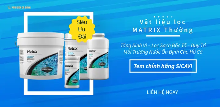 Phụ Kiện Hồ Cá Rồng: Danh Sách Chi Tiết Và Lợi Ích Cốt Lõi