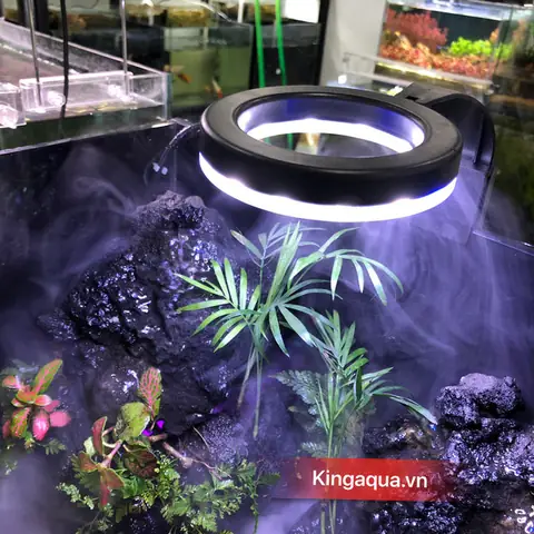 Các Loại Phụ Kiện Nuôi Cá Cảnh Thông Thể Thiếu