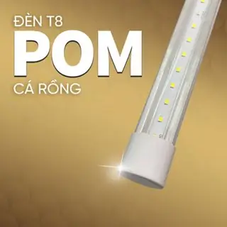 Hướng Dẫn Chi Tiết Cách Pom Cá Rồng Bằng Đèn Led Để Cá Luôn Bơi Cao Và Phát Triển Khỏe Mạnh