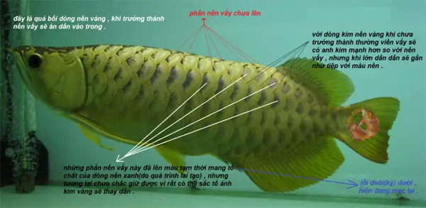 Pom Cá Rồng Bằng Hồ Kính