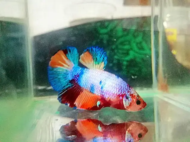 Tổng Quan Về Quá Trình Phát Triển Của Cá Betta