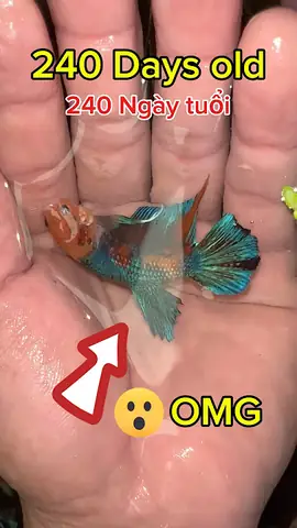 Vòng Đời Cá Betta: Từ Trứng Bé Tí Đến Thần Thái Triệu Đô