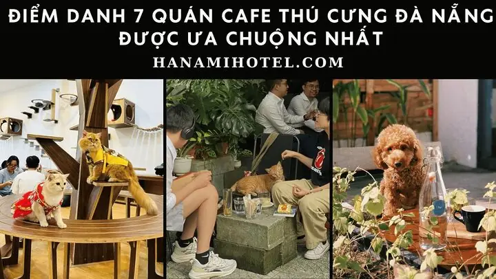 Vì Sao Các Quán Cafe Chó Mèo Đà Nẵng Lại Thu Hút Du Khách?