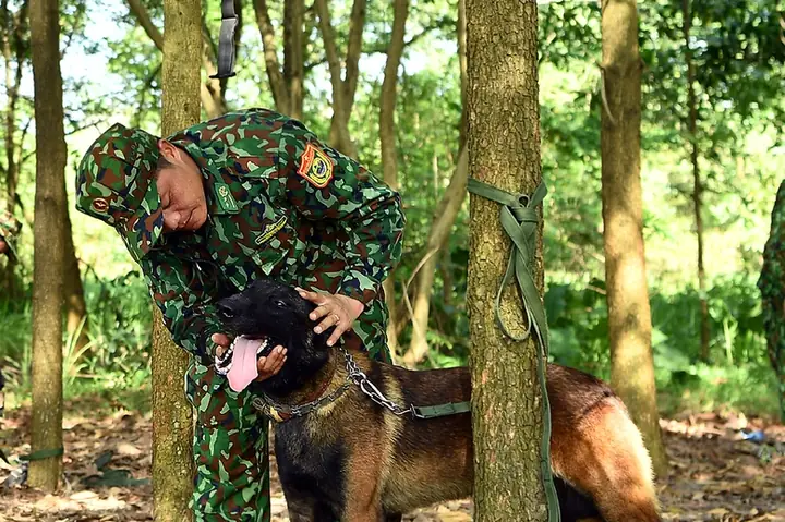 Quân Hàm Của Chó Nghiệp Vụ Việt Nam