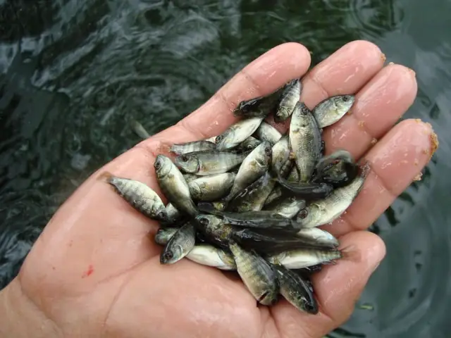 Kỹ Thuật Nuôi Cá Rô Phi Đơn Tính Hiệu Quả