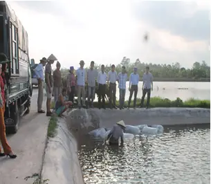 Quy Trình Kỹ Thuật Nuôi Cá Rô Phi Đơn Tính