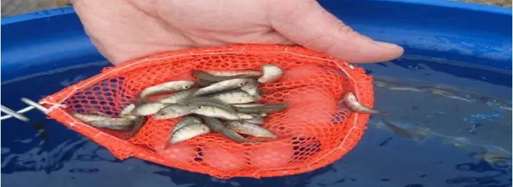 Quy Trình Kỹ Thuật Nuôi Cá Rô Phi Đơn Tính