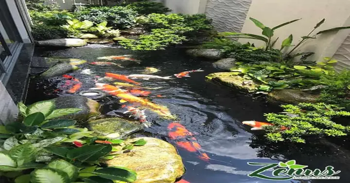 Hướng Dẫn Thi Công Hồ Koi Nhật Đúng Kỹ Thuật - Zenus ...