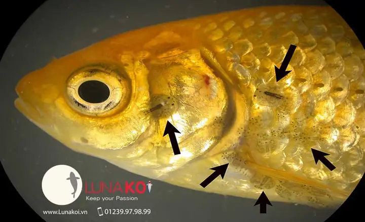 Rận Nước Ở Cá Vàng: Nguyên Nhân, Nhận Biết Và Cách Xử Lý Hiệu Quả
