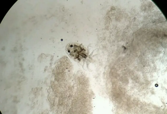 Rận Nước Ở Cá Vàng: Nguyên Nhân, Nhận Biết Và Cách Xử Lý Hiệu Quả