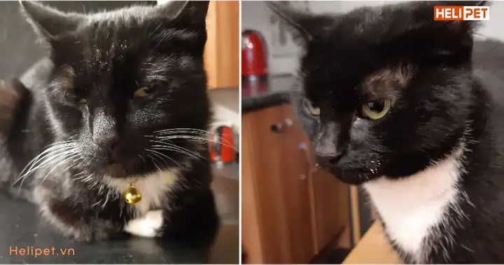 Có Nên Cắt Râu Mèo Hay Không?