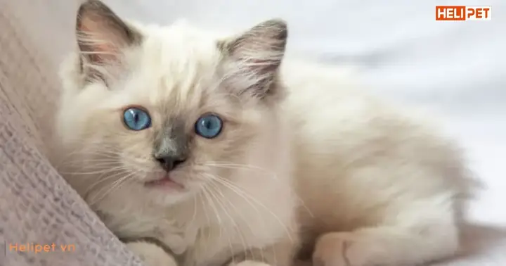 Giúp Boss Xác Định Kích Thước Và Khoảng Cách