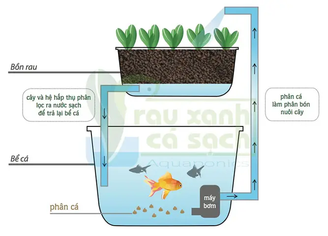 Công Nghệ Trồng Rau Aquaponics Tại Nhà