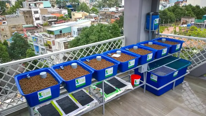 Công Nghệ Trồng Rau Aquaponics Tại Nhà