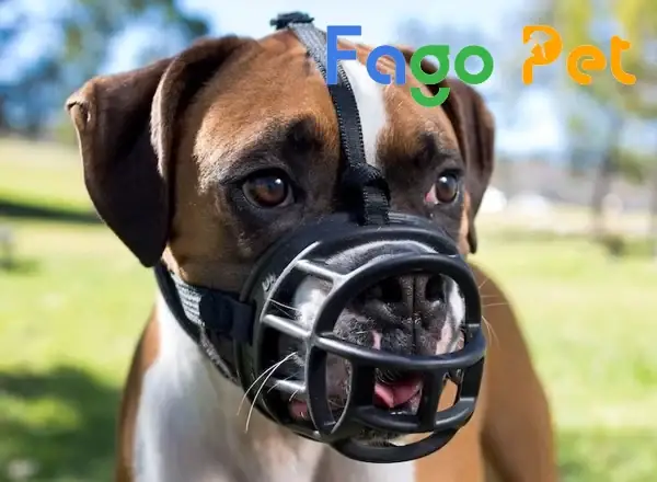 Các Mẫu Rọ Mõm Chó Được Ưa Chuộng Hiện Nay