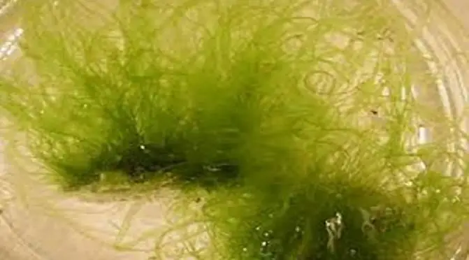 Rong Cho Cá Ăn: Cẩm Nang Từ A-z Về Loài Rong Biển "gut Weed" Dành Cho Người Nuôi Thủy Sản