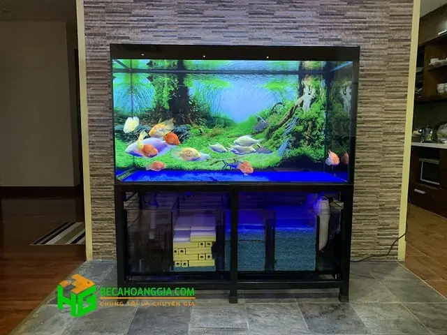 Bể Cá Rồng Chân Sắt - Bể Cá Hoàng Gia | Siêu Thị Thiết Bị Bể Cá ...