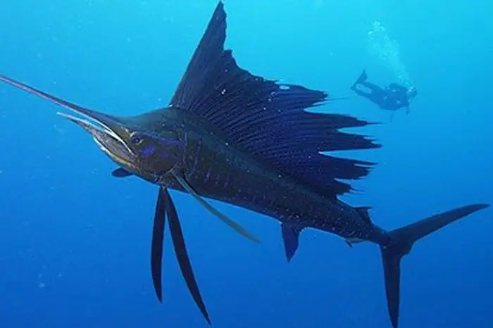 Top 10 Loài Cá Lập Kỷ Lục Bơi Nhanh Nhất Thế Giới - Chuyên Trang Gia ...