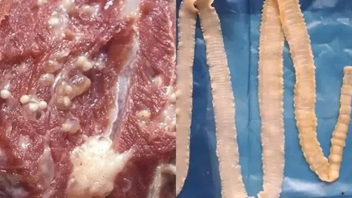 Bước 2: Làm Sạch Và Sơ Chế