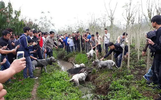 Cho Chó Chọi Cắn Xé Lợn Rừng Đến Chết, Người Chơi Chó Coi Là Điều Bình Thường?