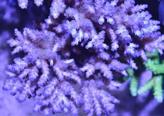 Phụ Gia Cho Enhancing Coral Tăng Trưởng Và Màu