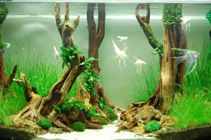 Sán Trắng Trong Bể Cá Là Gì Và Nhận Biết Chúng Như Thế Nào?