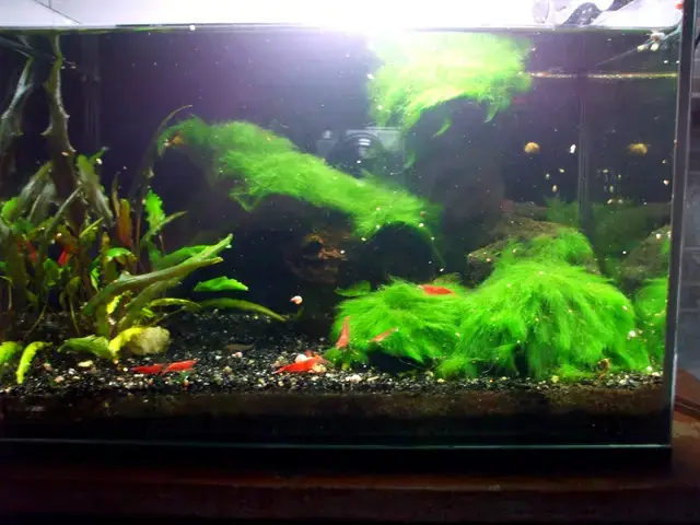 Nguyên Nhân Khiến Sán Trắng Xuất Hiện Trong Bể Cá