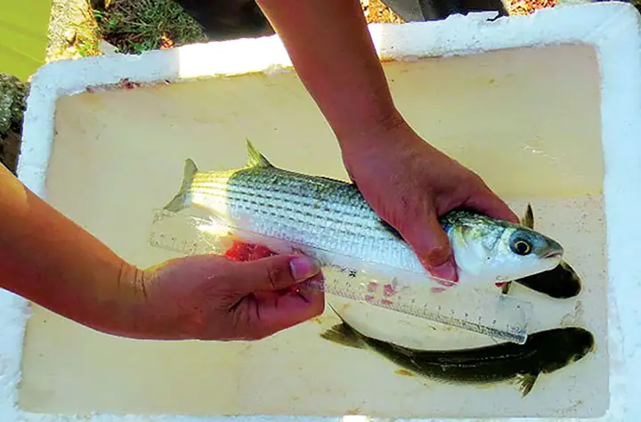 Sản Xuất Giống Nhân Tạo Cá Đối Mục (mugil Cephalus - Linne) Tại Huyện Quảng Ninh, Tỉnh Quảng Bình