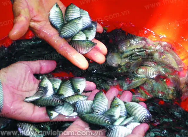 Hướng Dẫn Chi Tiết Sản Xuất Giống Cá Sặc Rằn Tại Nhà