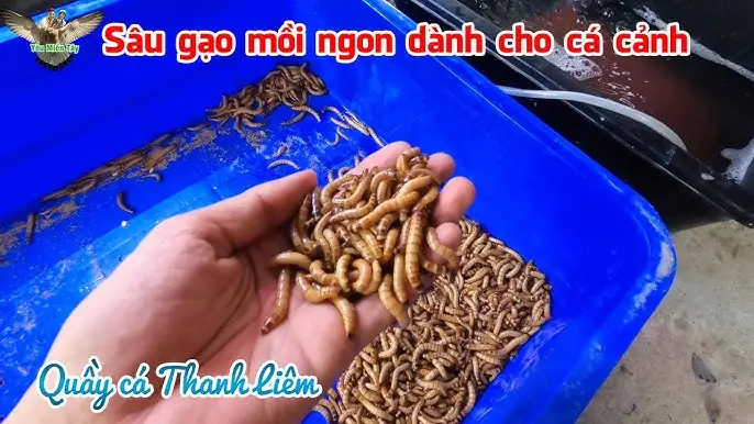 Sâu Gạo Cho Cá Ăn: Hướng Dẫn Chi Tiết Từ Chọn Mua Đến Chế Biến