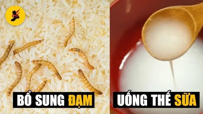 Sâu Gạo Cho Cá Ăn: Hướng Dẫn Chi Tiết Từ Chọn Mua Đến Chế Biến
