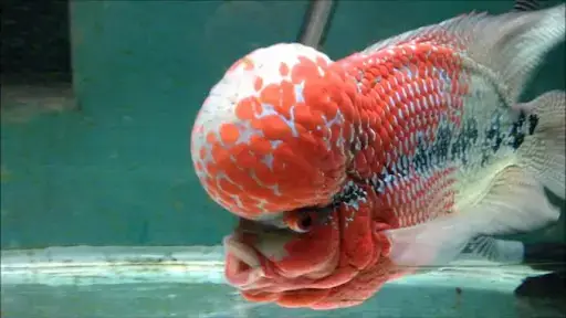 Quy Trình Set Up Hồ Cá La Hán Chi Tiết