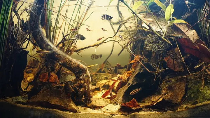 Cách Làm Bể Biotop Đơn Giản Dành Cho Người Mới - Aqua Mart