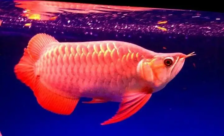 Bể Cá Rồng Phong Thủy Phòng Khách