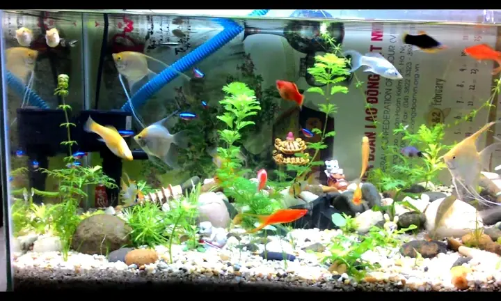 Setup Bể Cá Vàng: Hướng Dẫn Chi Tiết Từ A-z Cho Người Mới Bắt Đầu