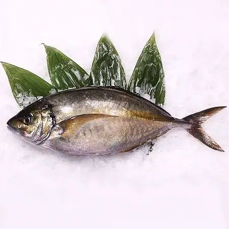 Cá Shima Aji Nguyên Con