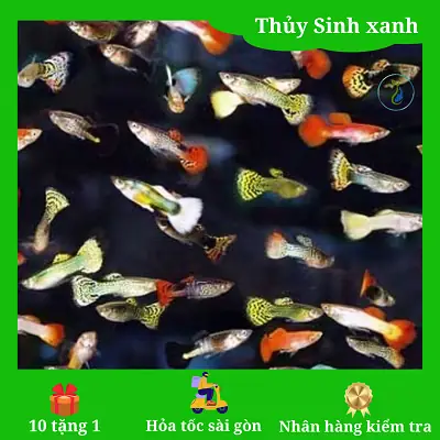 Cẩm Nang Chăm Sóc Và Nuôi Cá Bảy Màu Koi Đúng Chuẩn Cho Người Mới Bắt Đầu Cẩm Nang Chăm Sóc Và Nuôi Cá Bảy Màu Koi Đúng Chuẩn Cho Người Mới Bắt Đầu