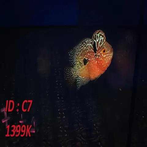 Shop Bán Cá La Hán