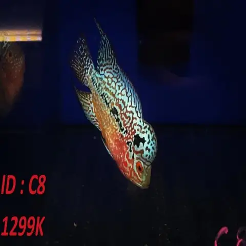 Shop Bán Cá La Hán