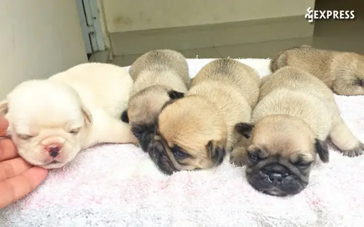 Trại Chó Ba Dương Trại Chó Ba Dương