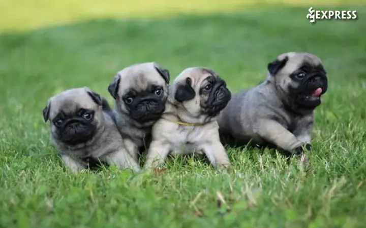 Trại Chó Tiến Vinh Trại Chó Tiến Vinh